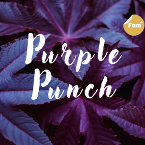 Purple Punch féminisée premium