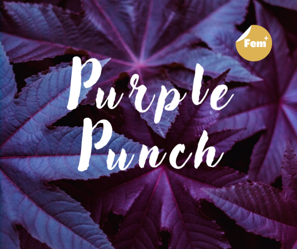 Purple Punch féminisée premium