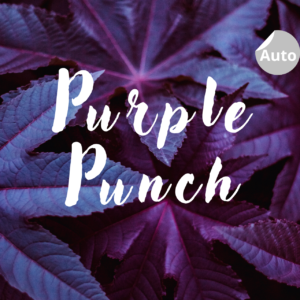 Purple Punch autofloraison ou la Purple